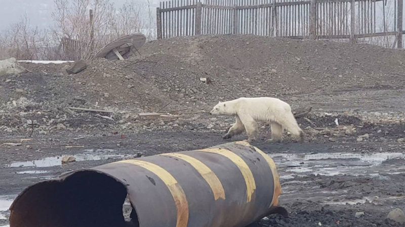 éhes jegesmedve oroszország