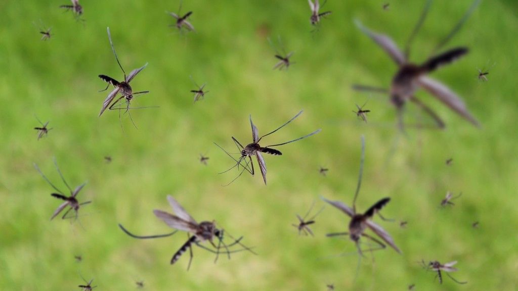 Máris ellepték a Balatont a szúnyogok (Fotó: iStock)