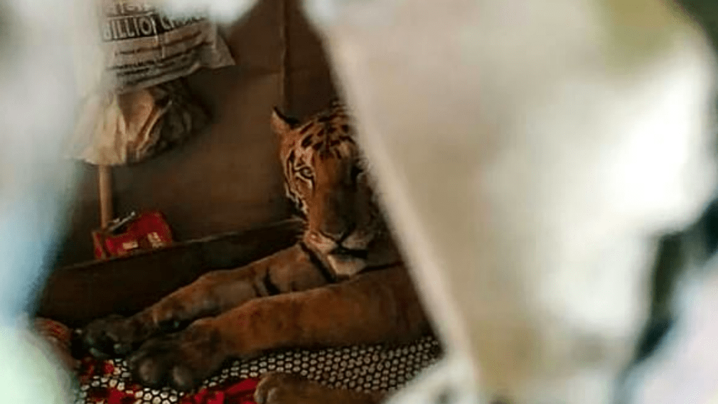 tigris india videó