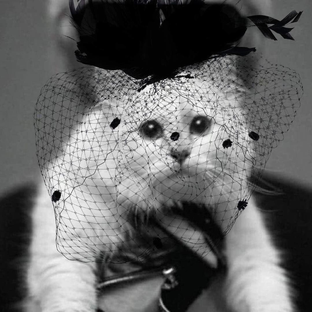 Choupette cica gyászolja Karl Lagerfeldet