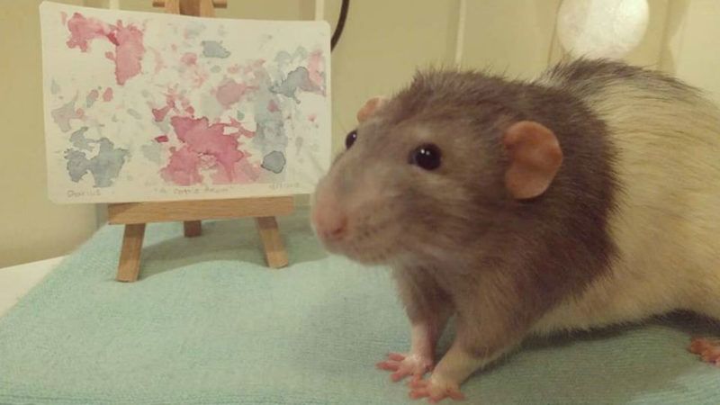 festő patkány