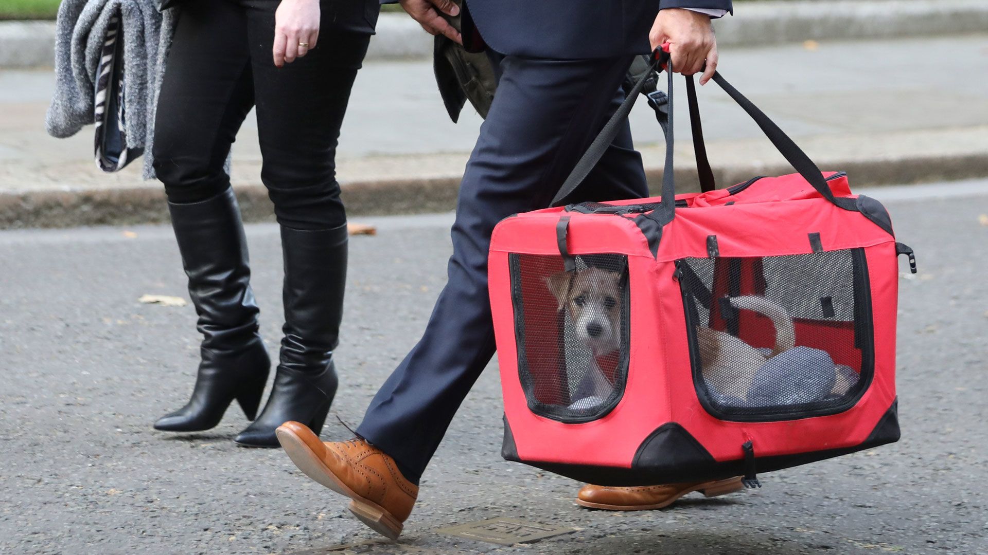 boris johnson brit miniszterelnök kutyája megérkezik a downing street 10-be