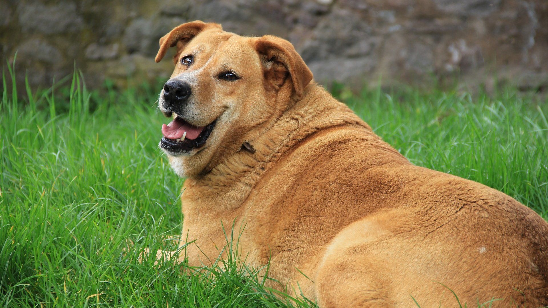 Egy igazi, ámbár túlsúlyos kutya (Fotó: Pixabay)