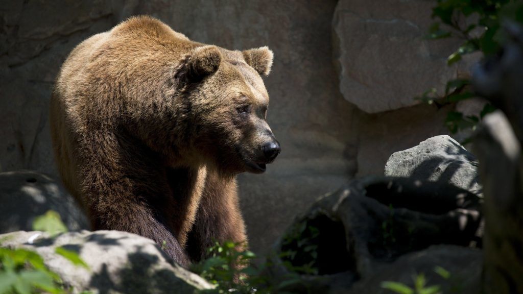 A medvék korábban ébrednek az évszakhoz képest rekordmeleg téli időjárás miatt - Fotó: Pixabay