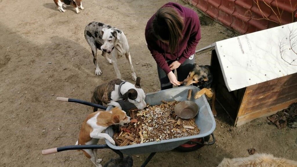 Anikó menhelyén mindenkinek jut étel (Fotó: Anikó Állatmentő Alapítvány, FB)