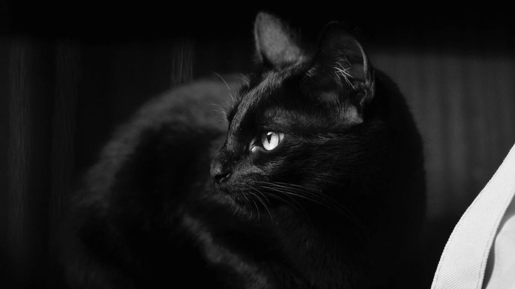 A kép illusztráció, ezúttal nem egy fekete macska okozta a bajt (Fotó: Pexels.com)
