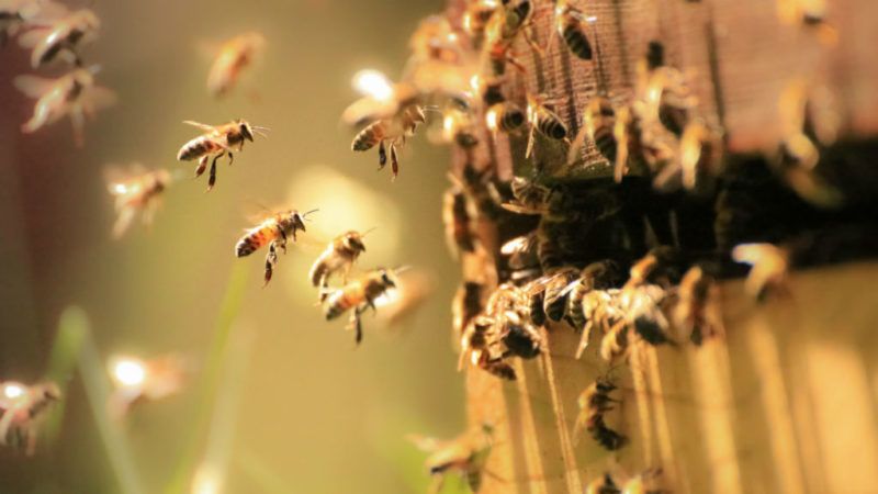 méh méhkas