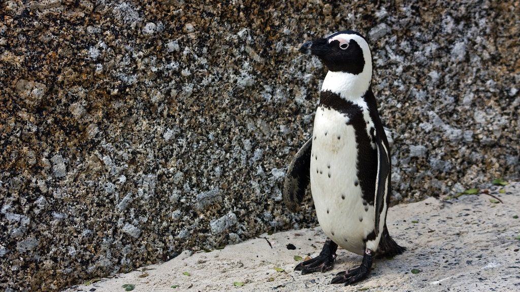 Ez a találmány hűti a tengert és megmenti a pingvineket