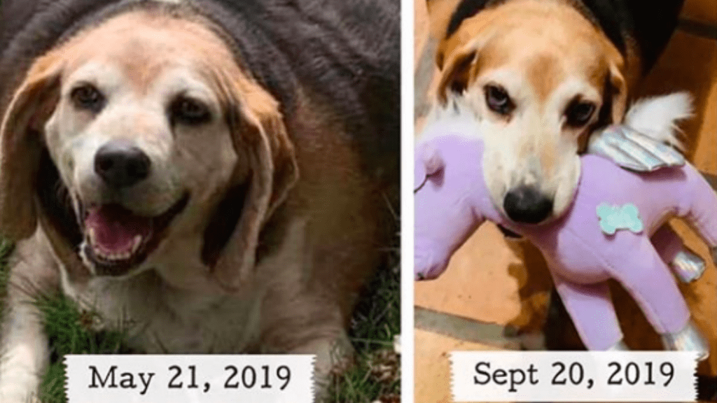 kövér beagle lefogy