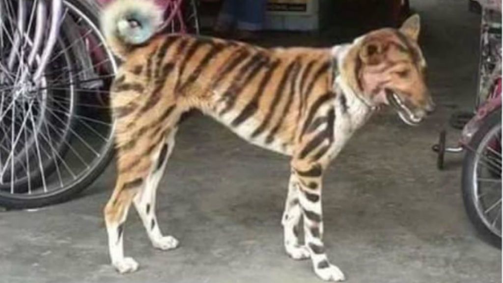 tigriscsíkos kutya