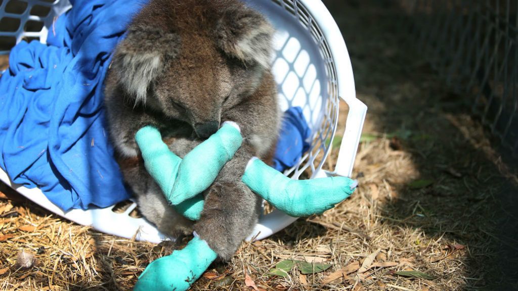 erdőtűz sérült koala