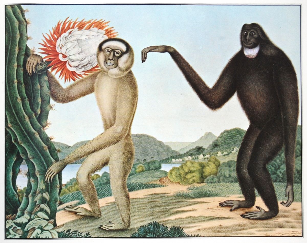 Aloys Zötl majmai (forrás: Wikipedia)