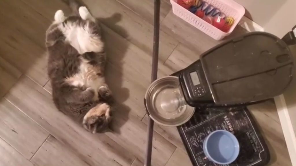 Hanyatt fekve várja a finomságokat az ételadagolóból Luna, a torkos macska. Forrás: Facebok Tarin Tanner