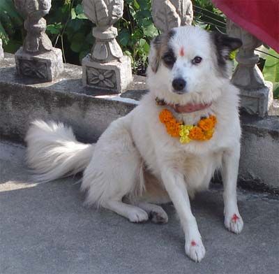 nepál fesztivál kutya ember