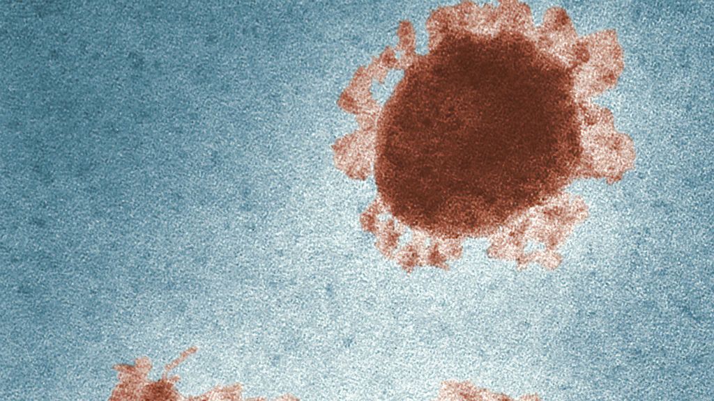 Hárommal nőtt a koronavírusos esetek száma Magyarországon - Fotó: CDC on Unsplash