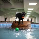 Ellátogattunk Budapest első fedett kutyanapközijébe és megnéztük, hogyan gyógyulnak a medencében a blökik