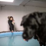 Ellátogattunk Budapest első fedett kutyanapközijébe és megnéztük, hogyan gyógyulnak a medencében a blökik