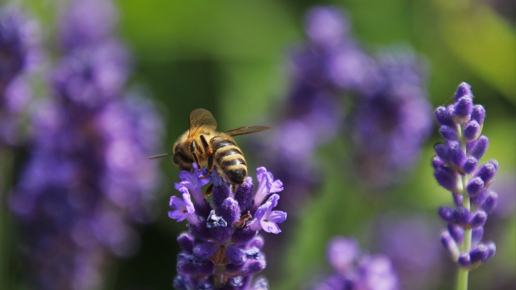 Levendulát poroz a méh (Fotó: Pixabay)