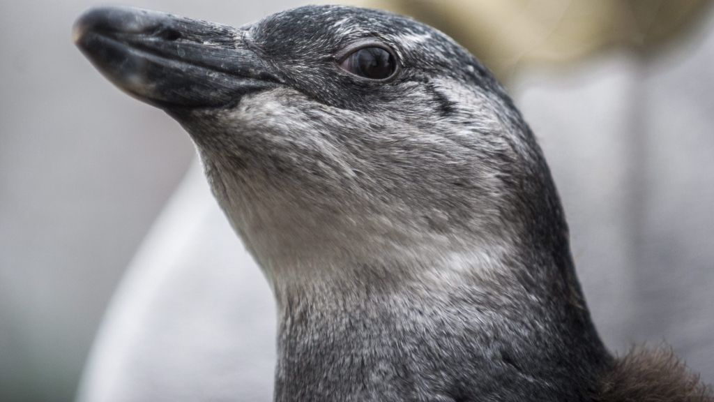 Elza, a Fővárosi Állat- és Növénykert december elején kikelt pápaszemes pingvinje gondozója kezében 2014. március 7-én.MTI Fotó: Marjai János