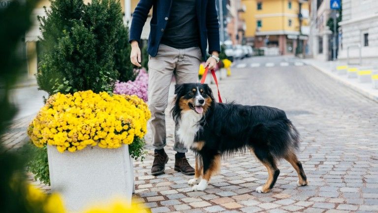 Városban, rendezett parkokban és kutyafuttatókban is összeszedhet kullancsot a kutyád