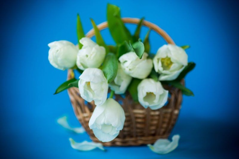 Fehér tulipánból dekoráció