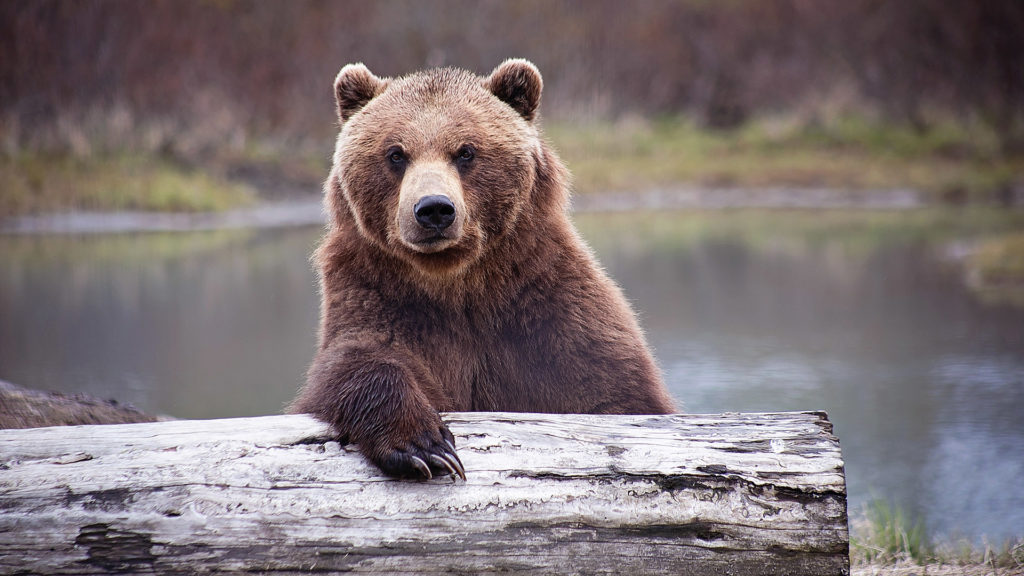 medvét észleltek Szilvásvárad közelében