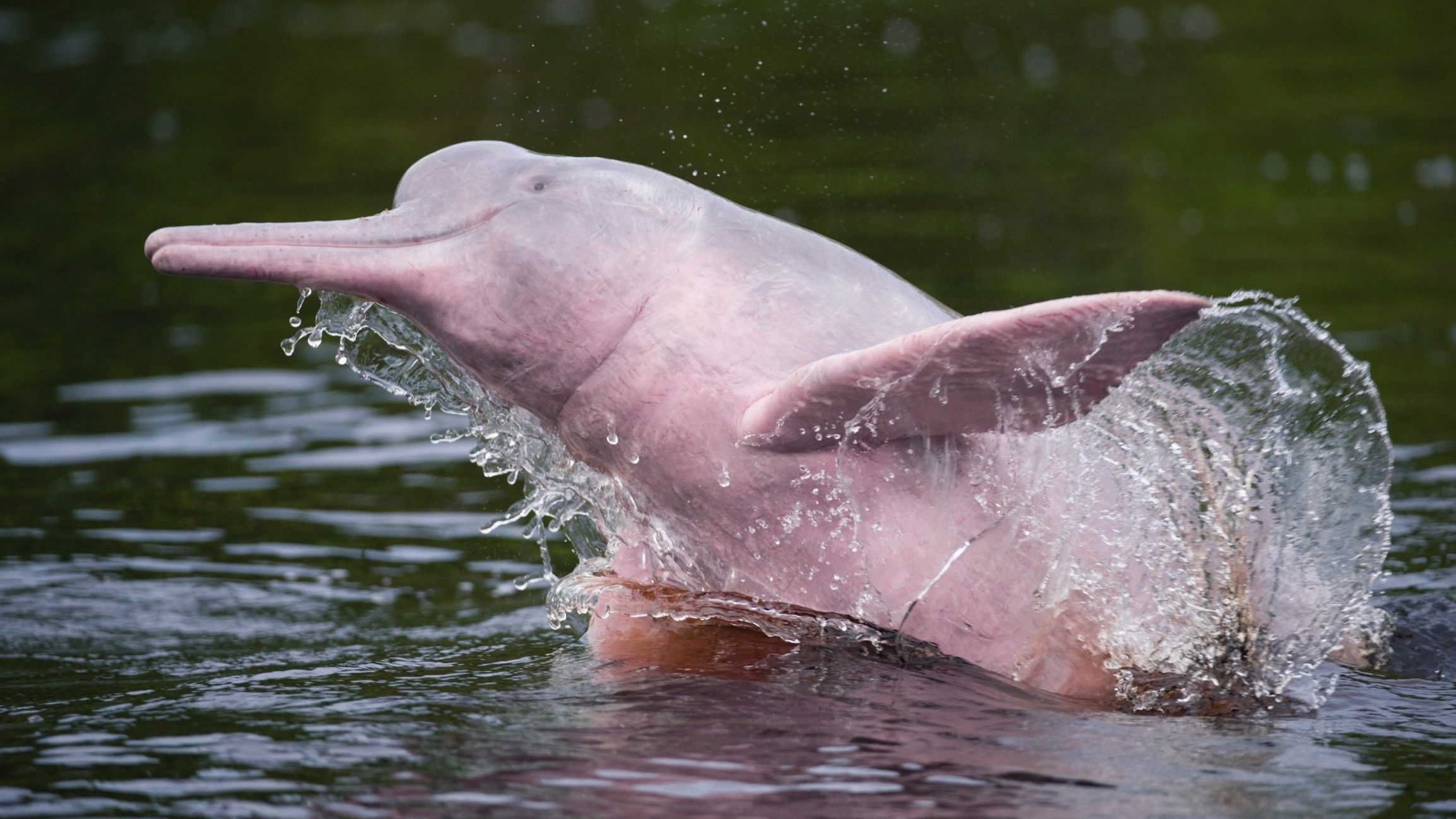 A rózsaszín delfin ritkaság, de létezik