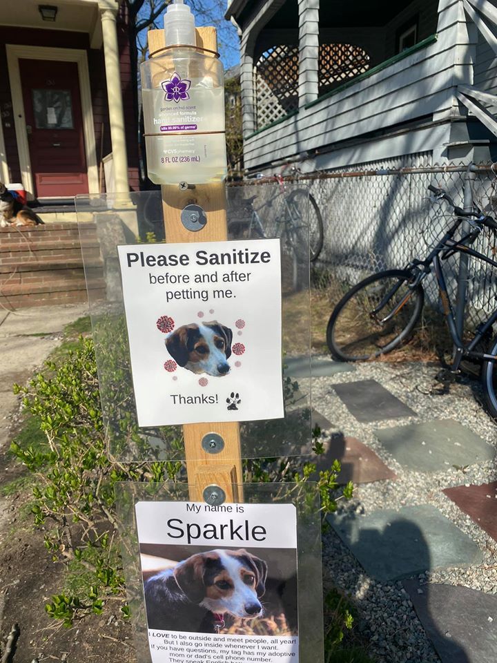 Kézfertőtlenítő és táblák Sparkle kutya kedvenc helyén.