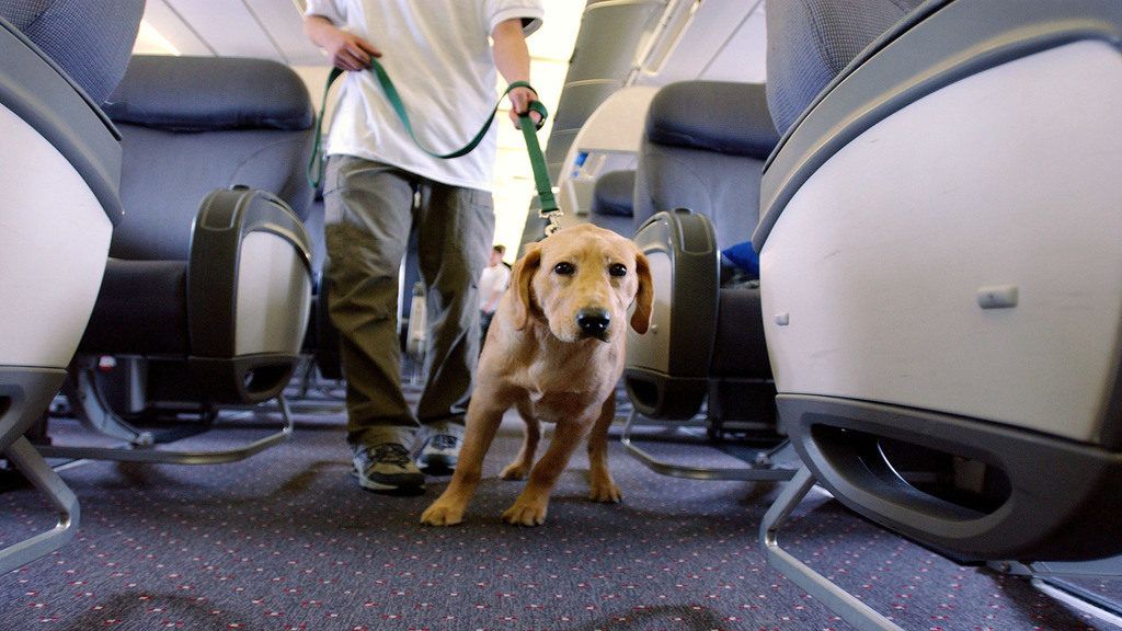 A koronavírus-járvány miatt szinte teljesen kiürültek az utasszállító gépek, úgy tűnik a kutyák legnagyobb örömére. Illusztráció: Getty Images