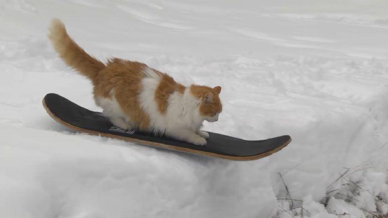 Robban a cukiságbomba, vigyázzál: snowboardozó macskát ...