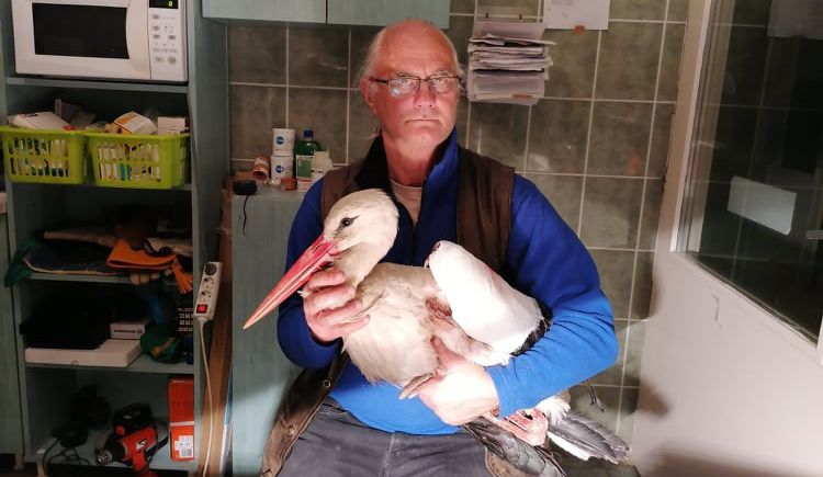 A Hortobágyi Madárpark szakemberei gondozzák a sérült gólyát