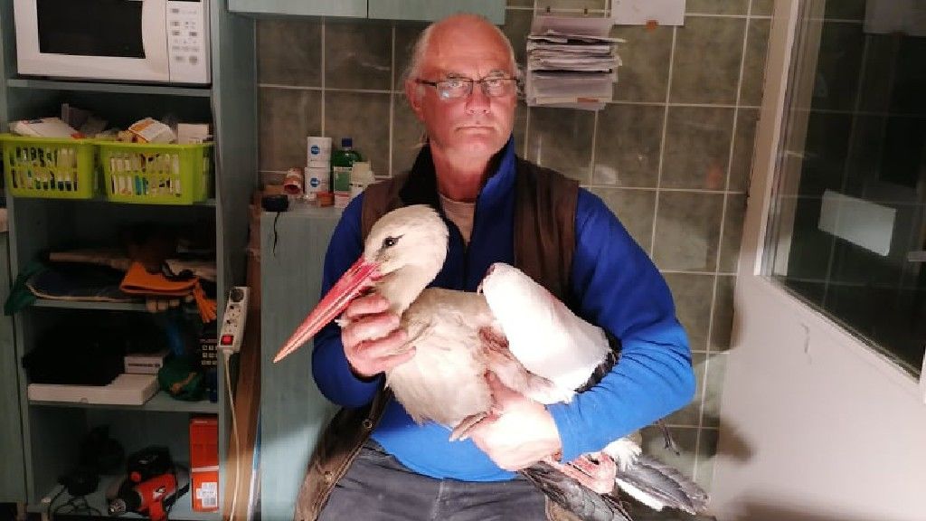 A Hortobágyi Madárpark szakemberei gondozzák a sérült gólyát