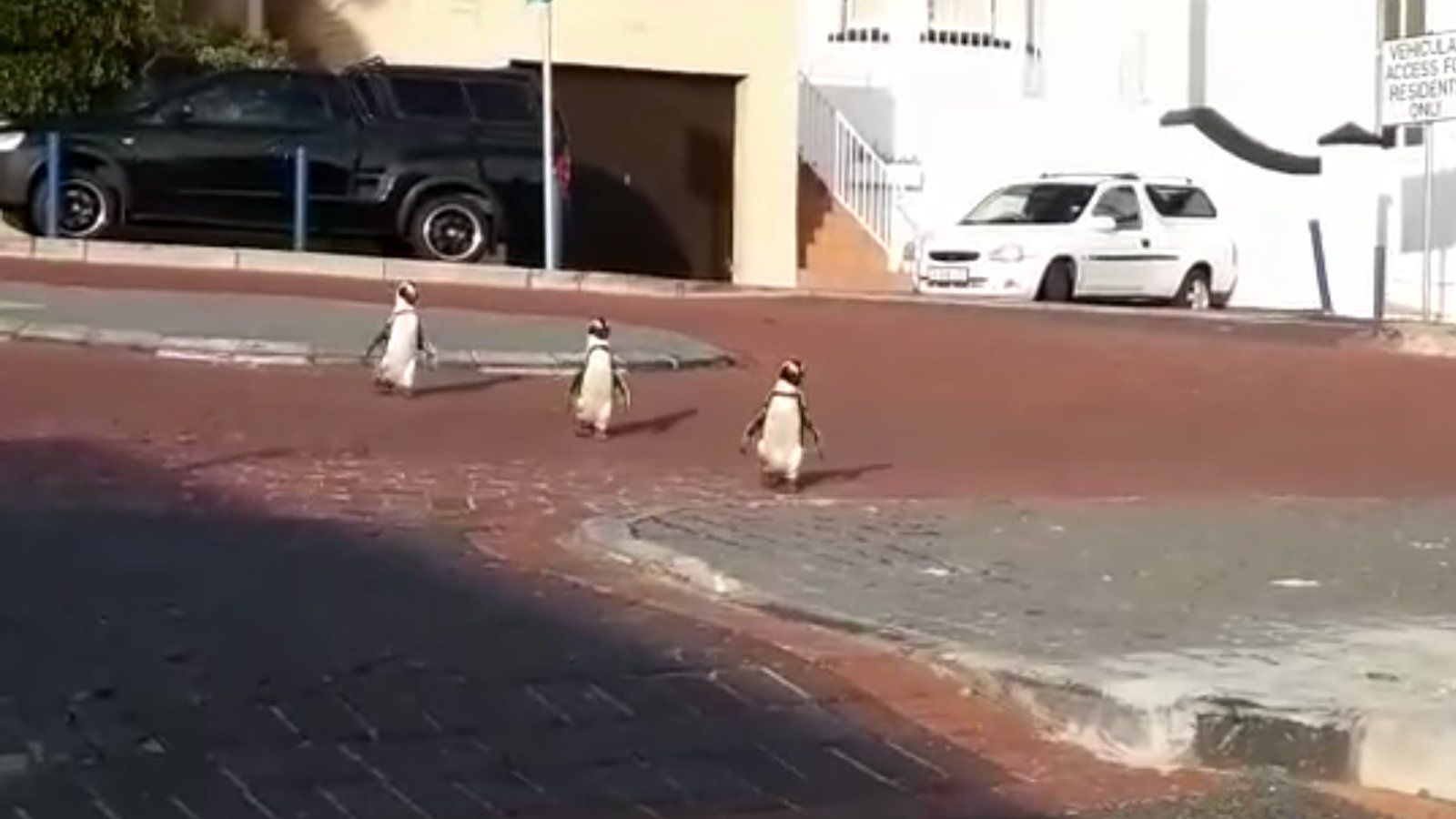 Pingvinek sétálnak a városban.