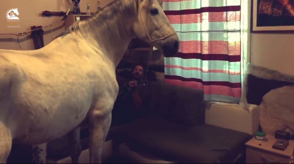 Pintér Tibor nappalijában zenél a lovának