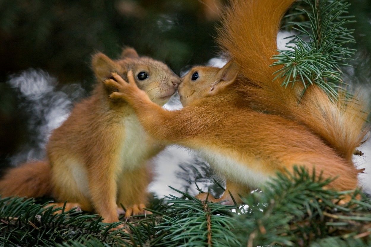 Cuki mókusok a fán