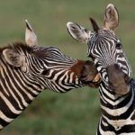 Puszilkodó zebrák