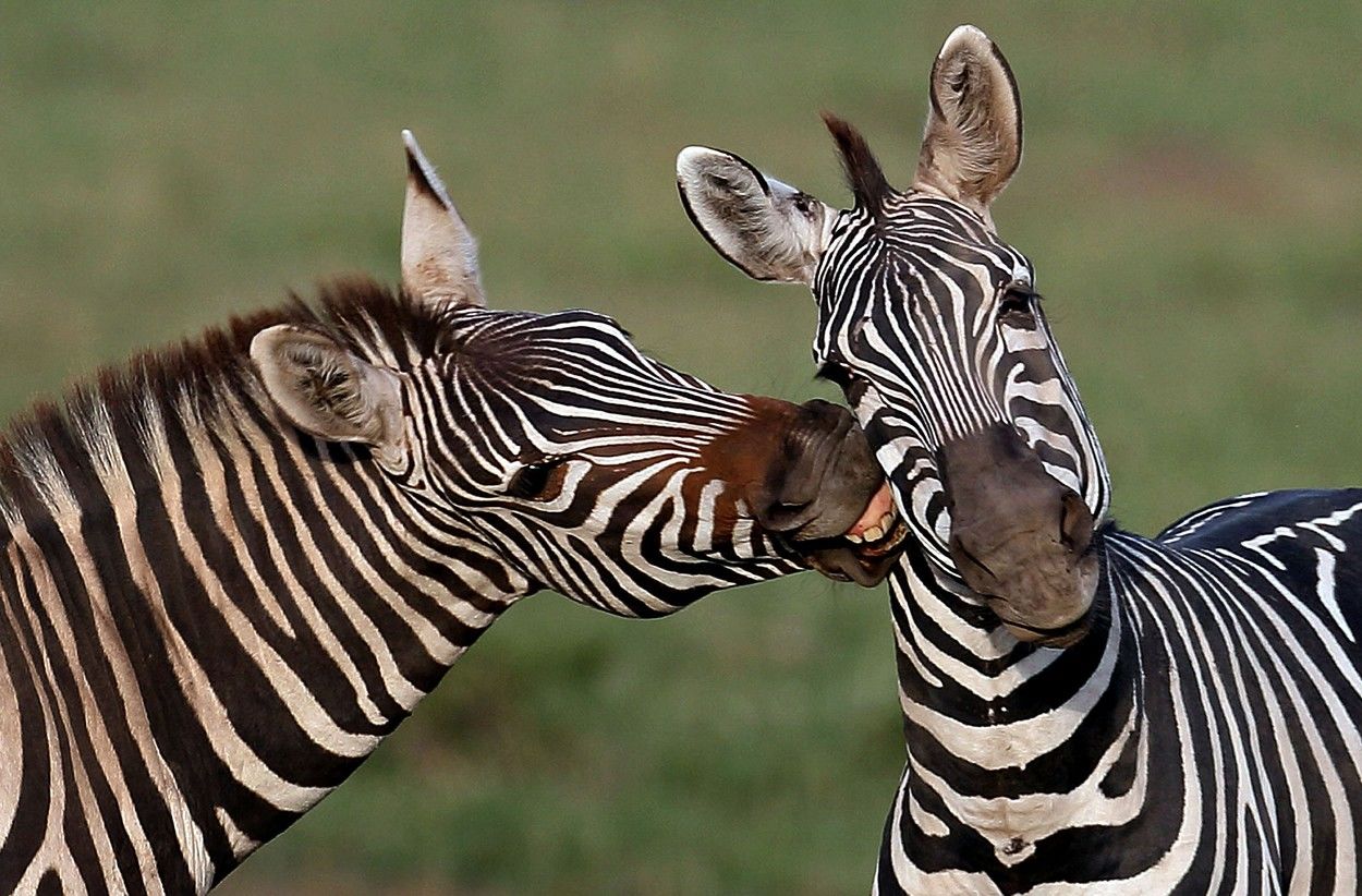 Puszilkodó zebrák
