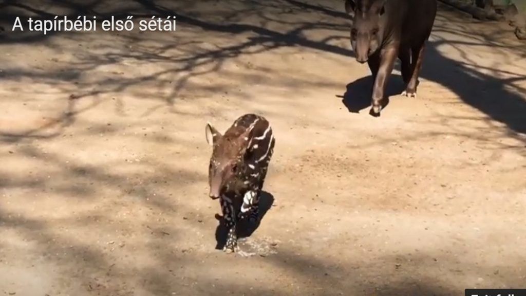 A tapírbébi első sétái az állatkertben. Forrás: Youtube