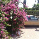 A bougainvillea Cipruson is virít