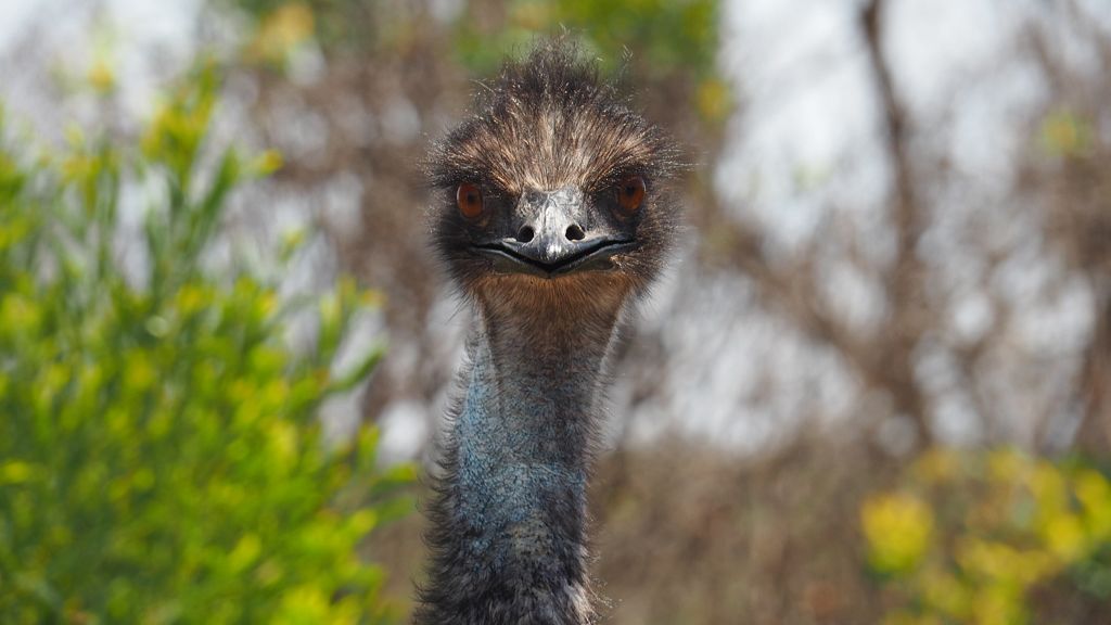 Elszökött egy emu, Oroszlányban találták meg.