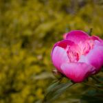A pünkösdi rózsa nyíló virága