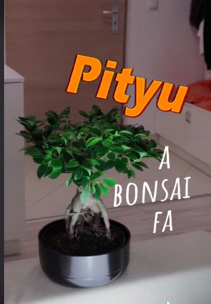 Győrfi Dani sikeres videójának másik szereplője a kedvenc fája, Pityu