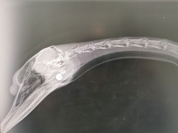 Röntgenkép egy fejbe lőtt hattyúról