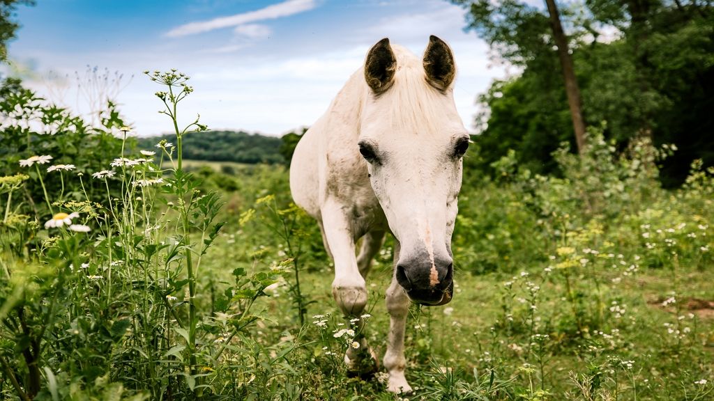 A fehér ló a szabadság jelképe lett a koronavírus-járvány miatt Frankfurtban.