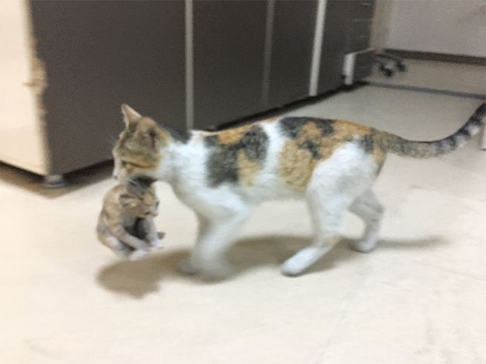 Így sétált be a kórházba a macska