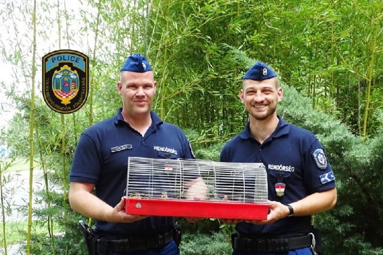 kiskacsák mentés rendőrök