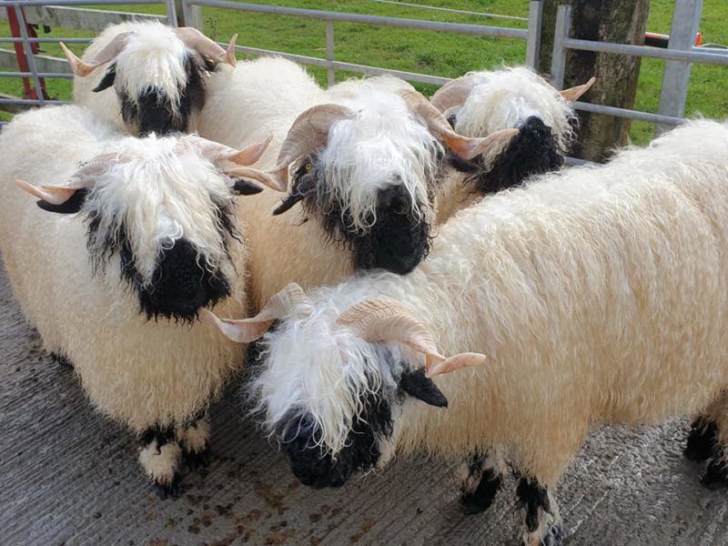 Wallisi feketeorrú juhok