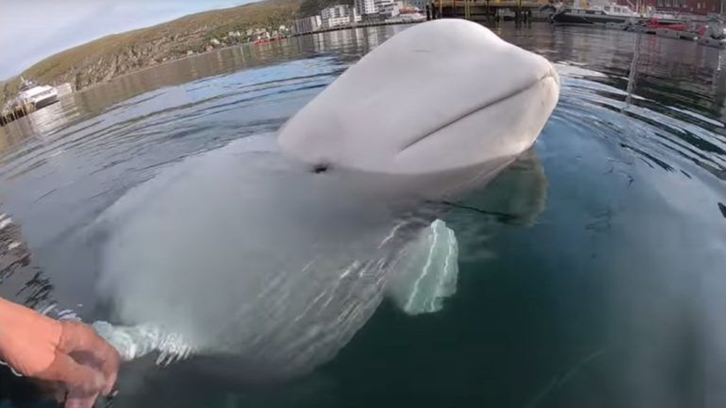 Egy beluga, vagyis fehér delfin