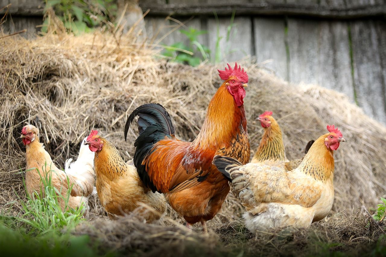 Csirkék, na meg az őket óvó kakas / Fotó: Pixabay