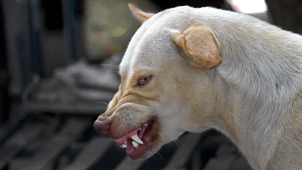 Szöges szalámit helyeztek ki egy budapesti kutyafuttatóba
